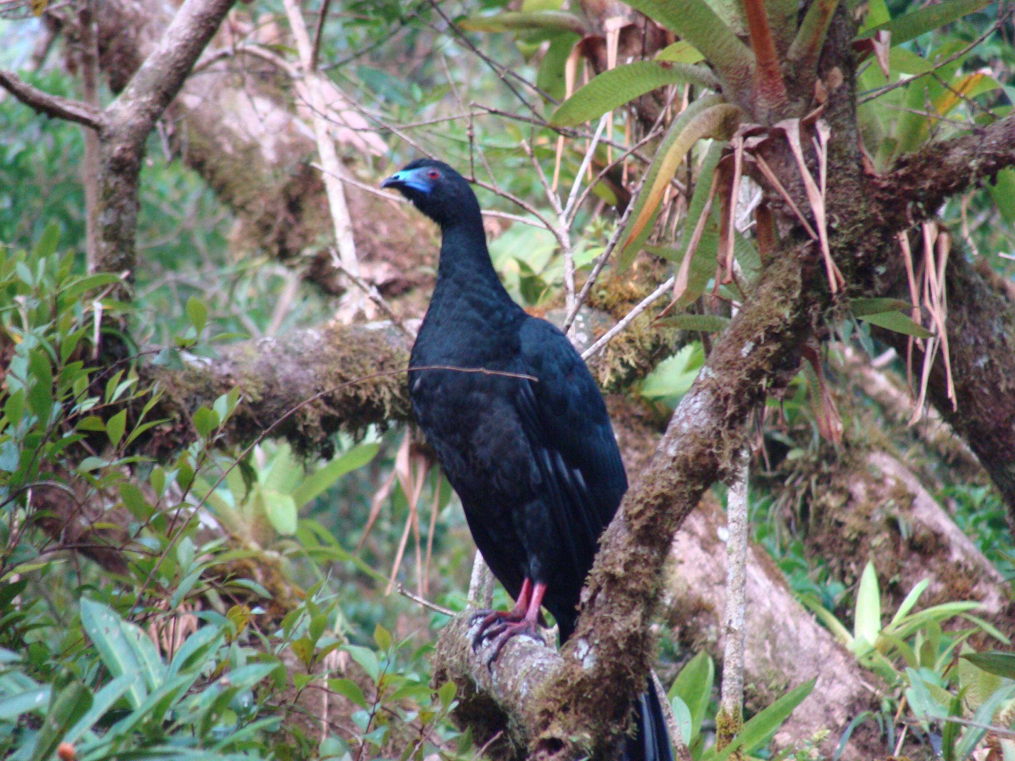 Black Guan