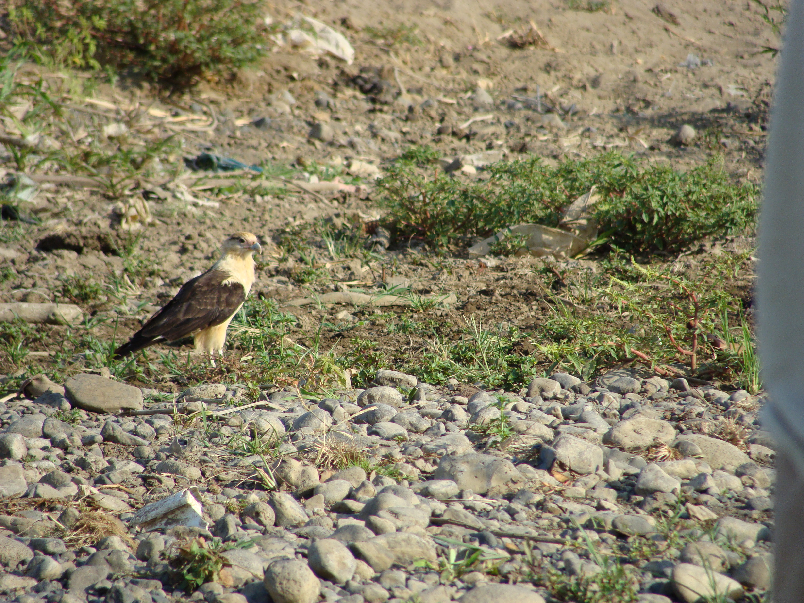 Yellow-Headed Caracara