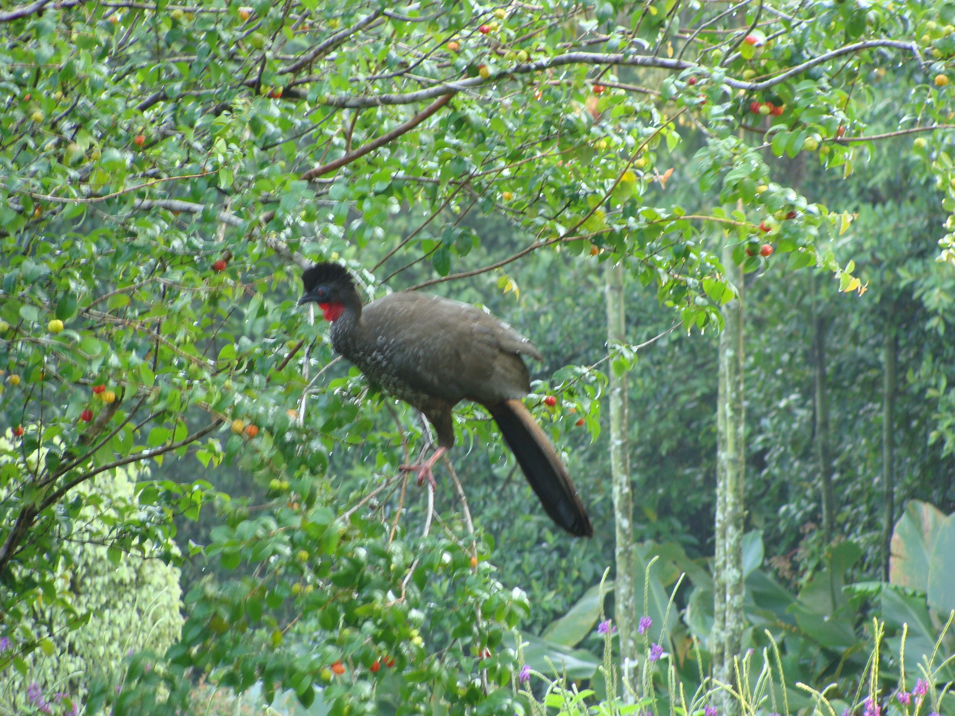 Crested Guan