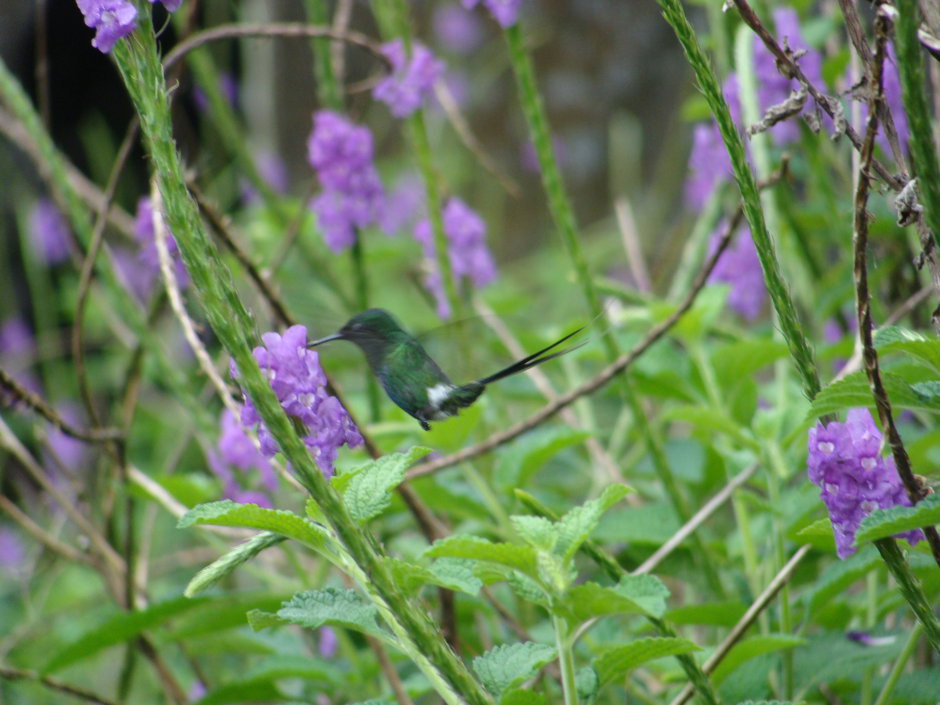 Green Thorntail