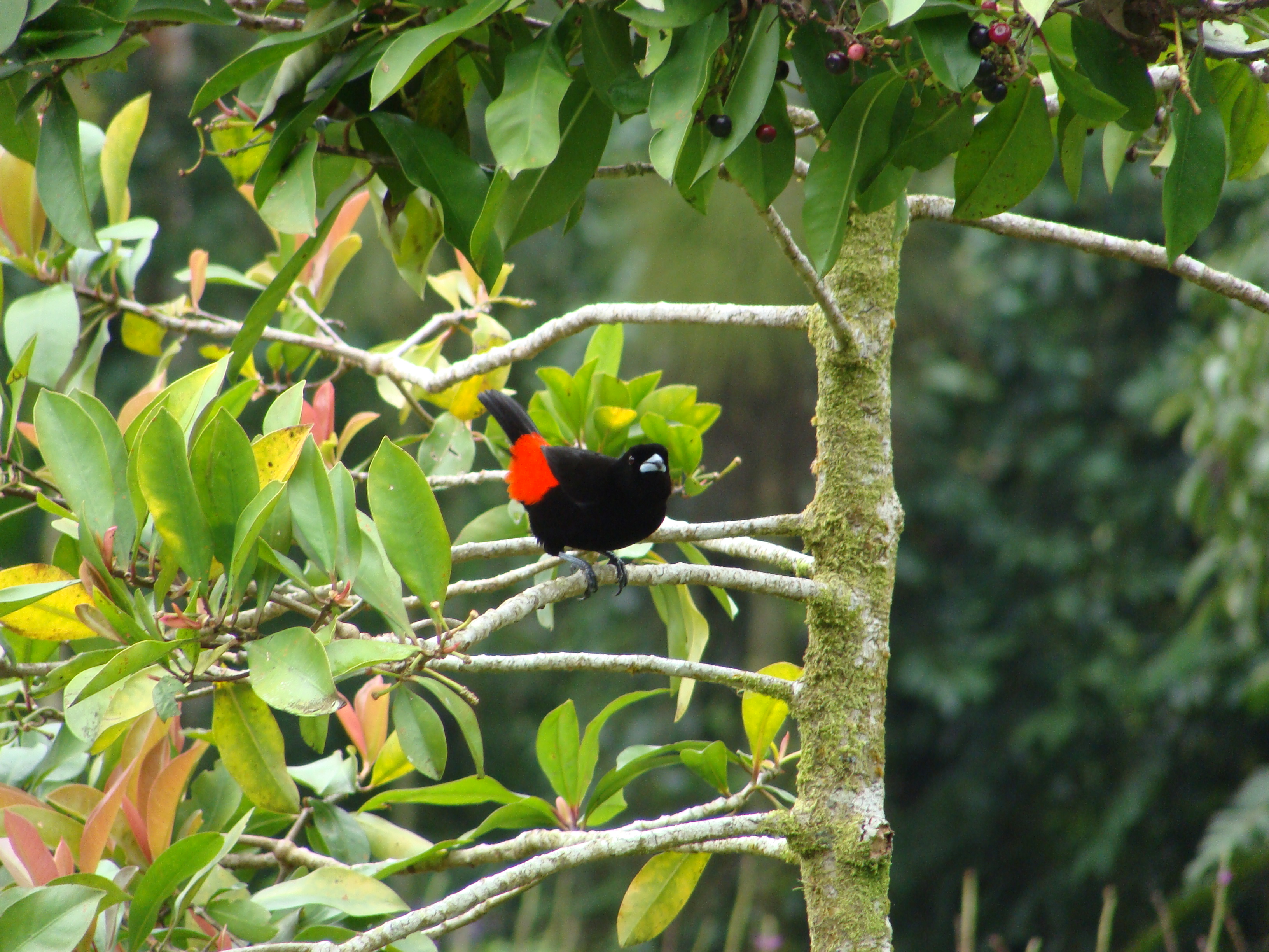 Passerini's Tanager