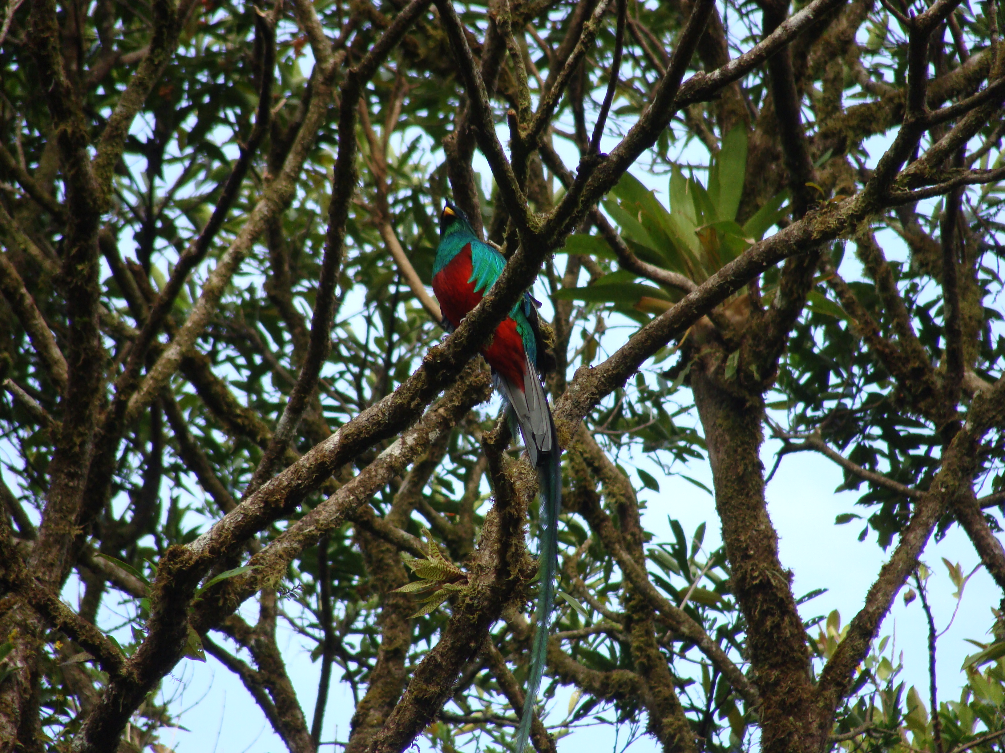 Resplendant Quetzal