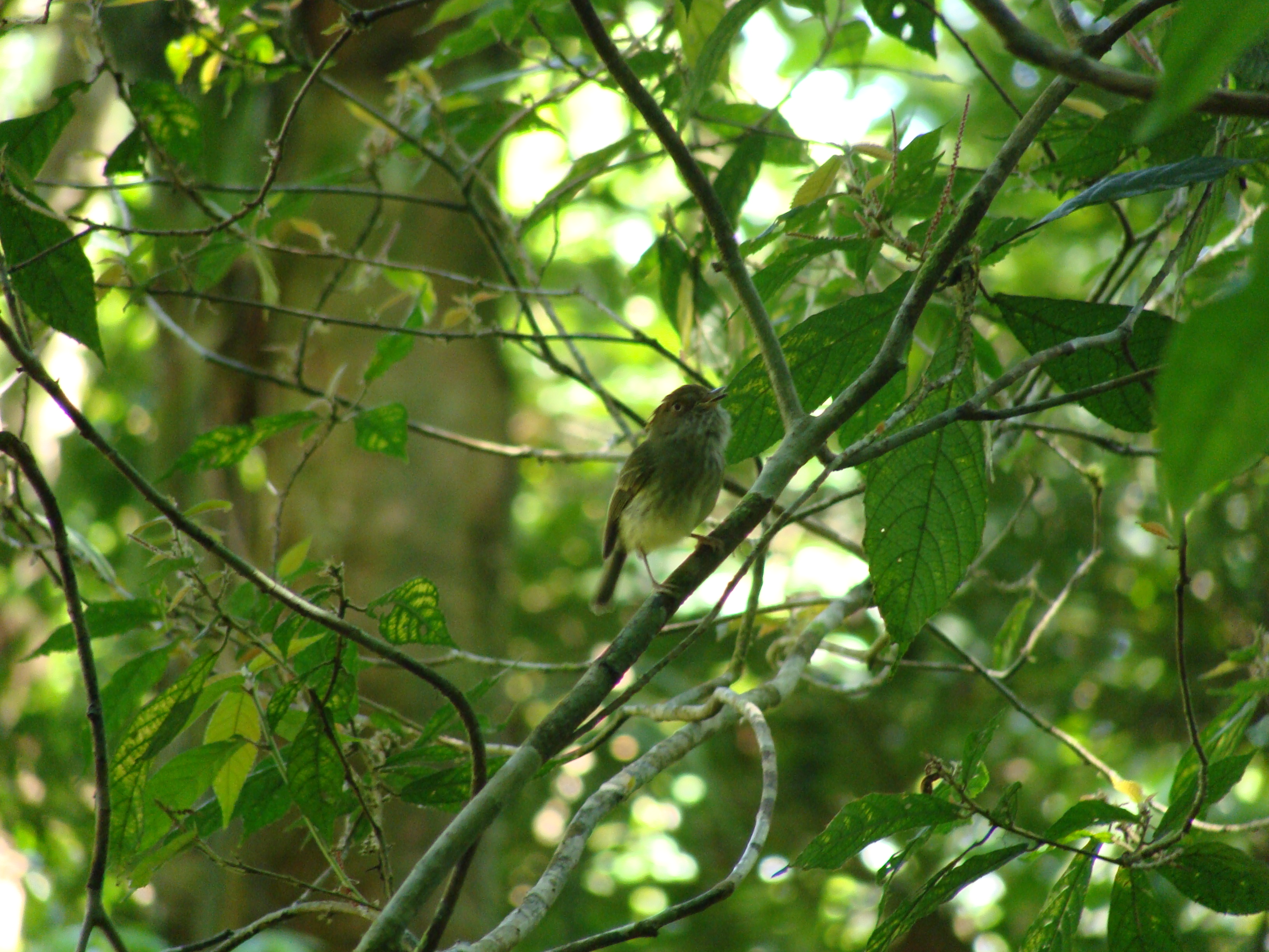 Scale-Crested Pygmy-Tyrant