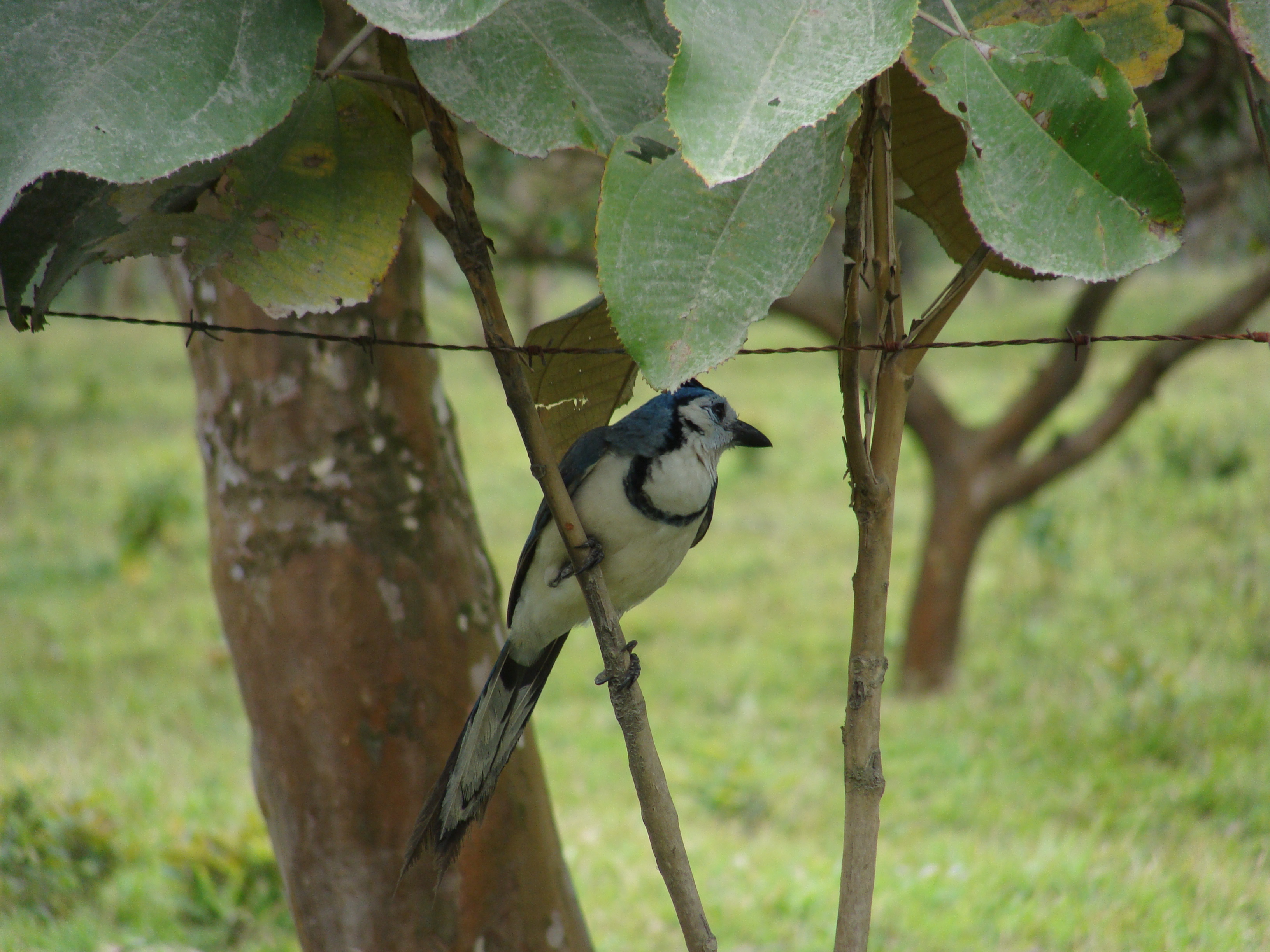 White-Throated Magpie-Jay