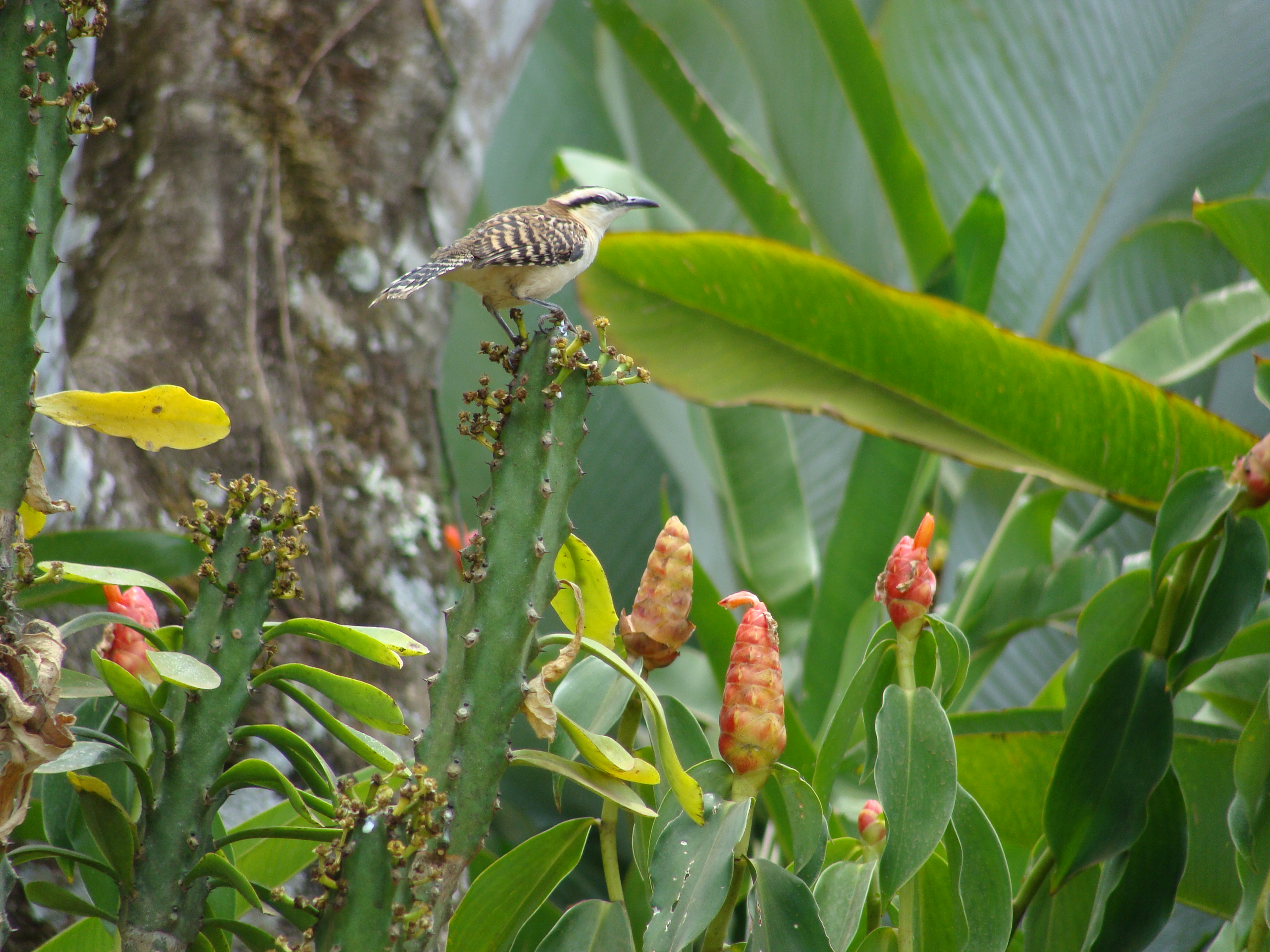 Rufous-Naped Wren