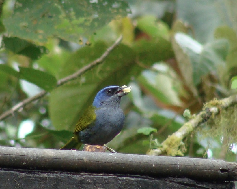 Blue-Capped Tanager
