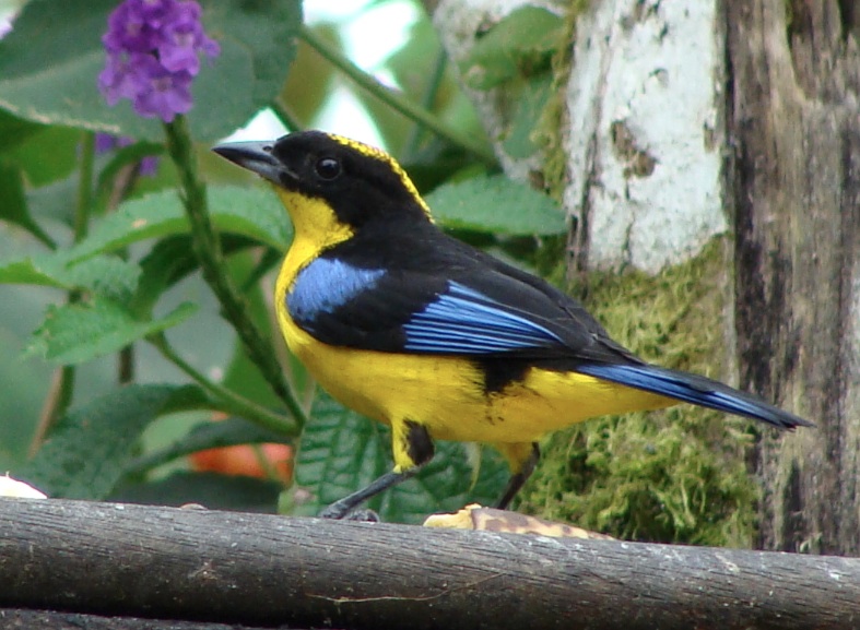 BlueWinged Mountain Tanager