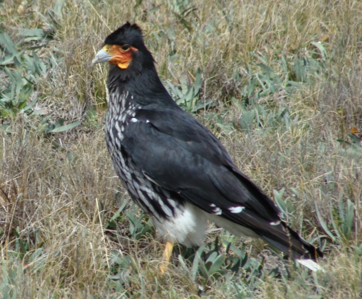 Carunculated Caracara