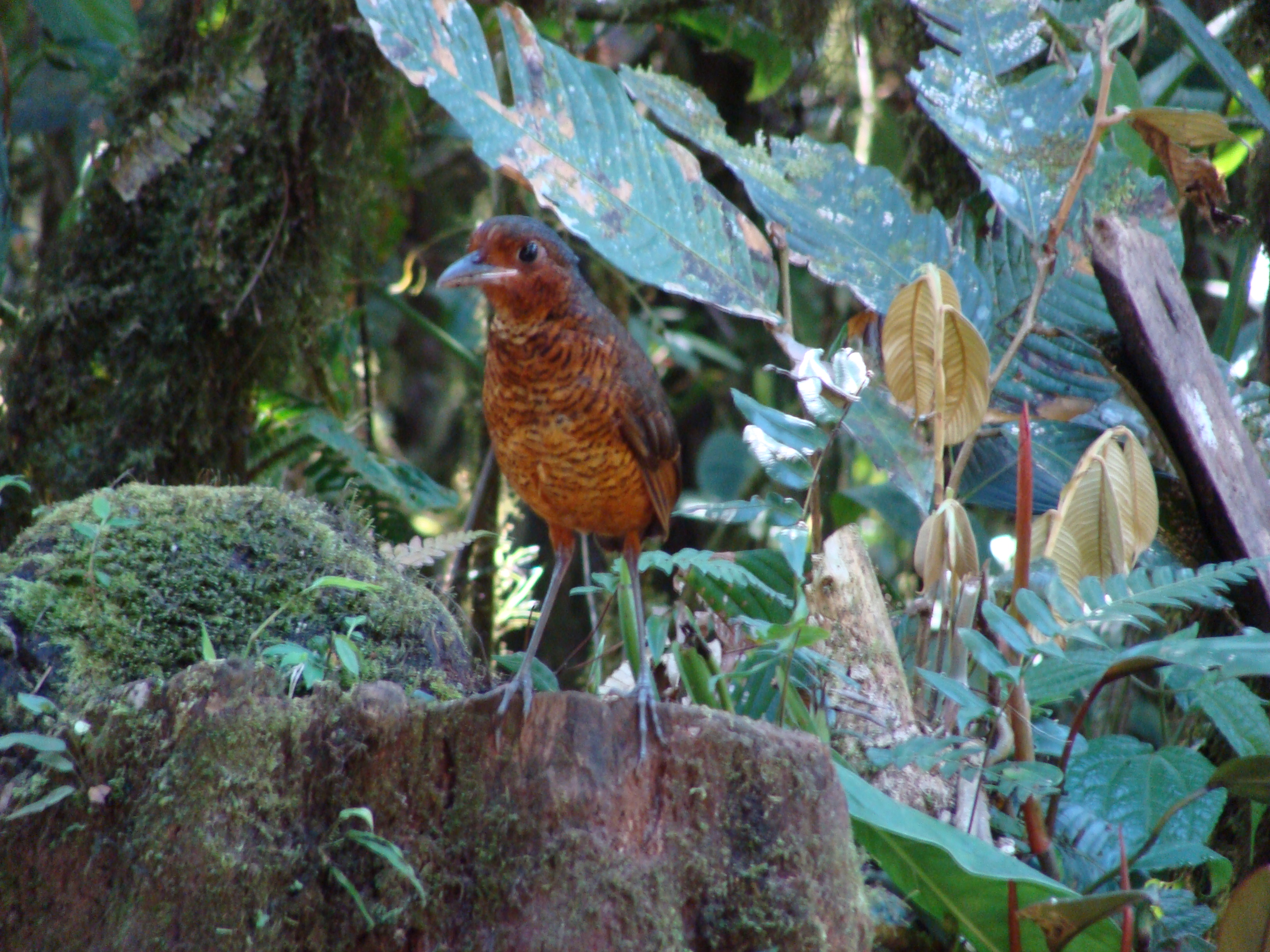 Giant Antpitta