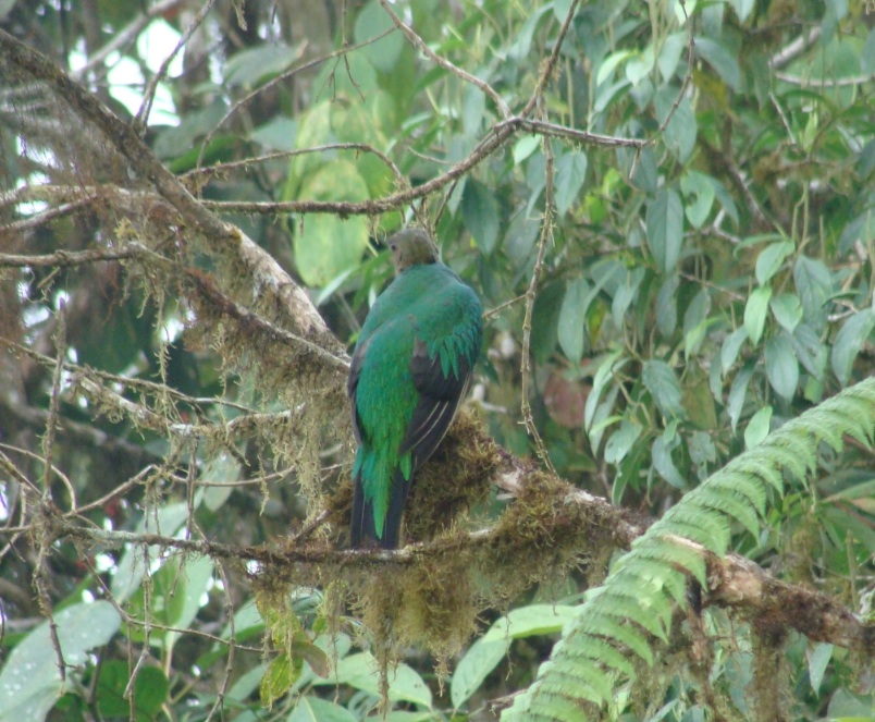 Golden Headed Quetzal