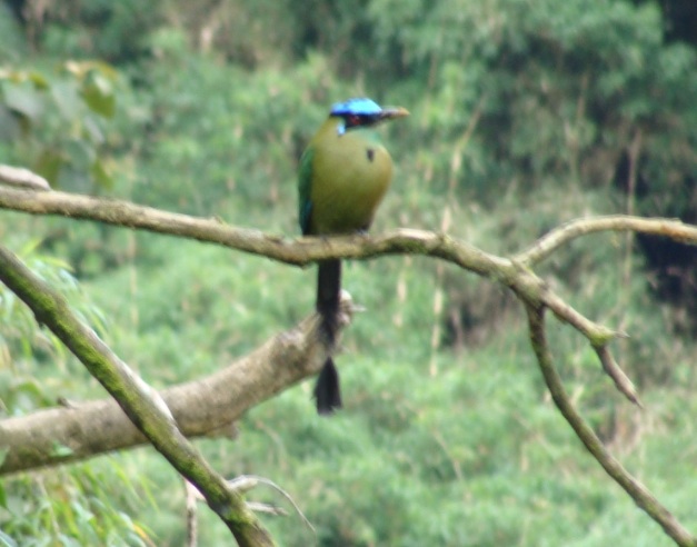 Highland Motmot