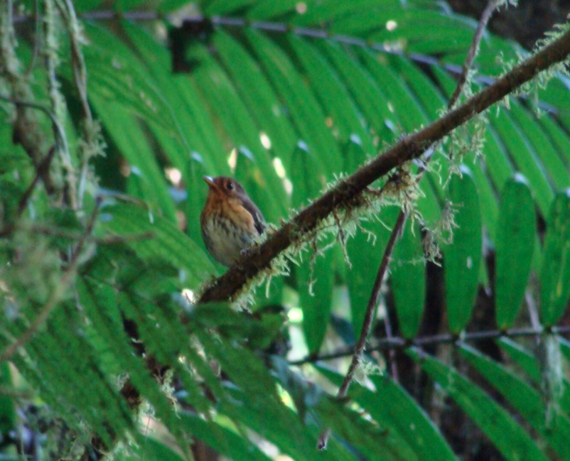 Ochre-Breasted Antpitta