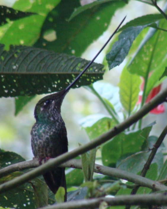 Sword-Billed Hummer