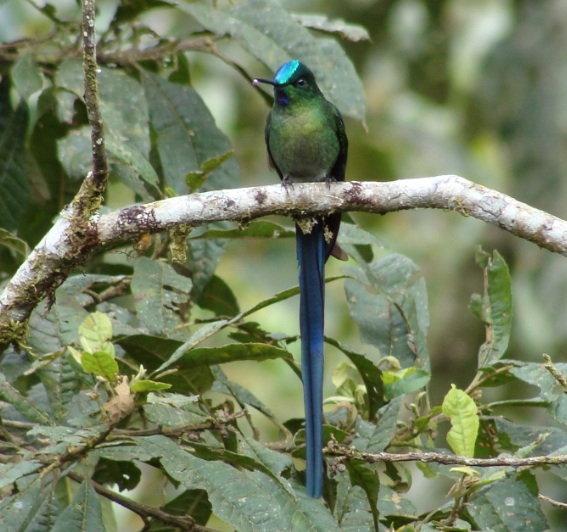 Long-Tailed Sylph