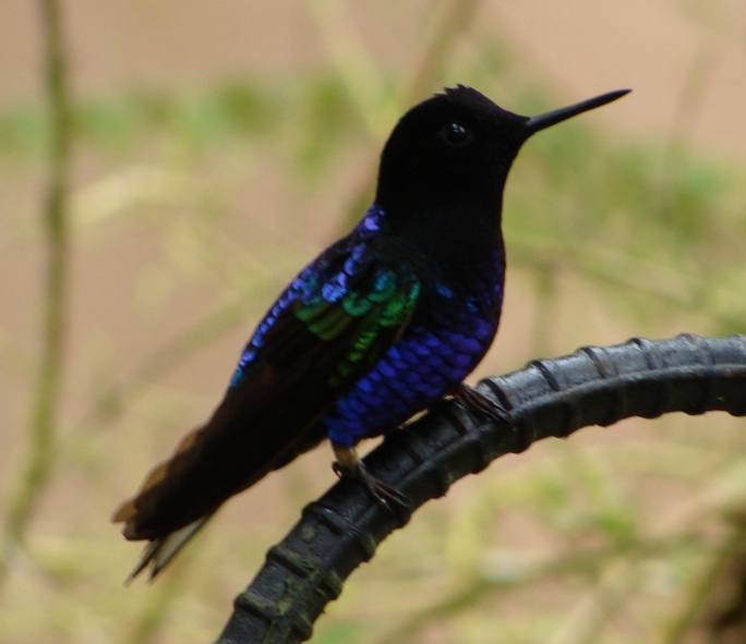 Velvet-Purple Coronet