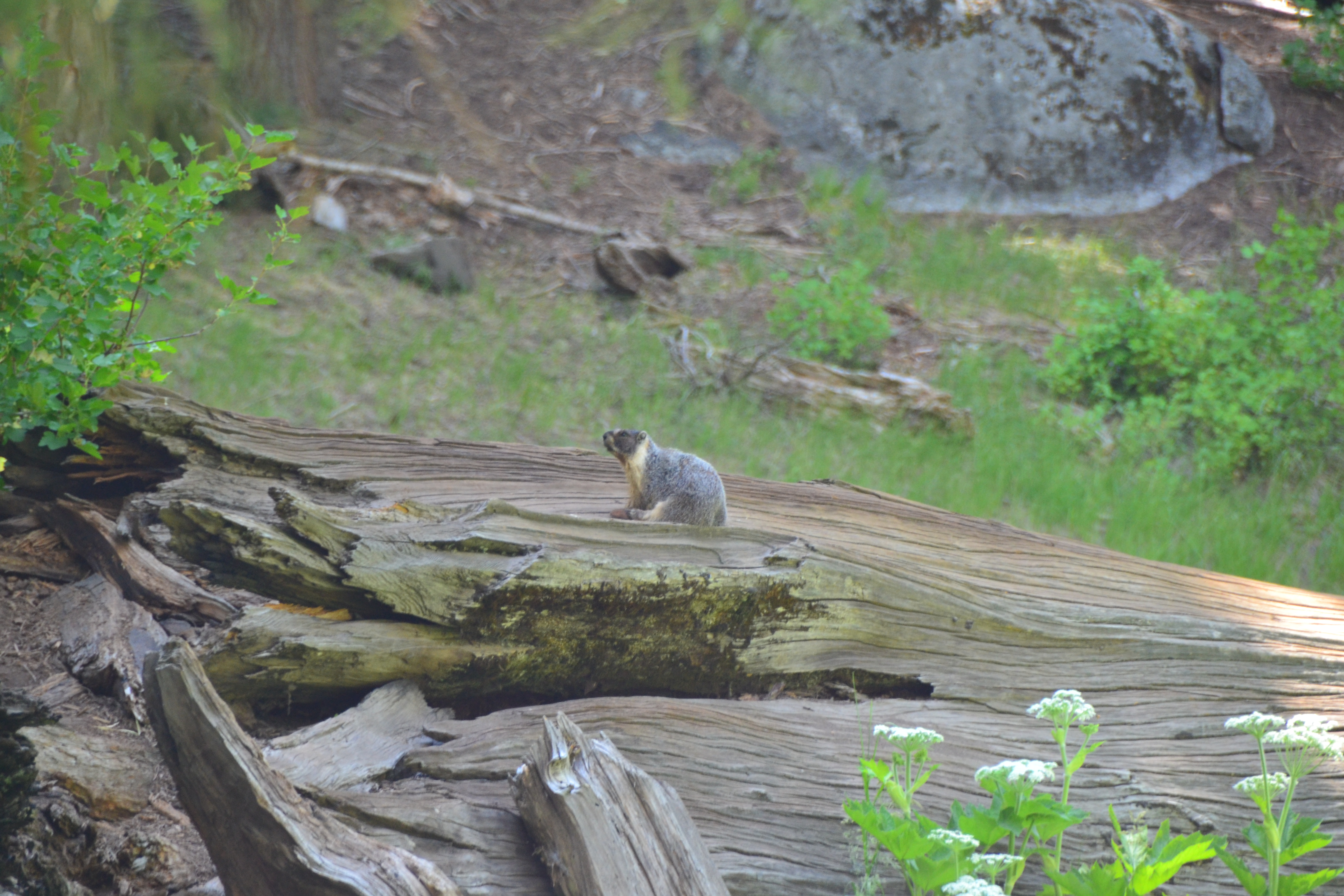 Sequoia National Park